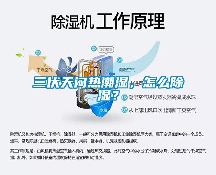 三伏天悶熱潮濕，怎么除濕？