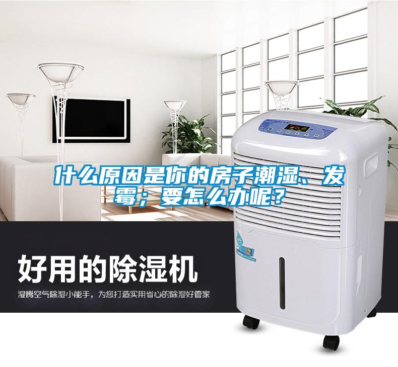 什么原因是你的房子潮濕、發霉；要怎么辦呢？