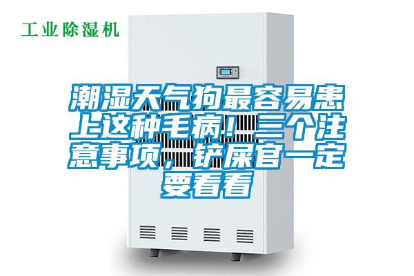 潮濕天氣狗最容易患上這種毛病！三個注意事項，鏟屎官一定要看看
