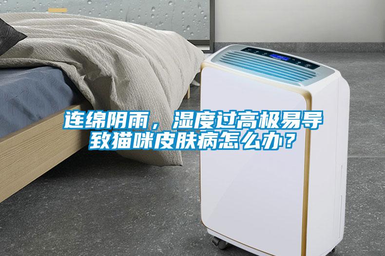 連綿陰雨，濕度過高極易導(dǎo)致貓咪皮膚病怎么辦？