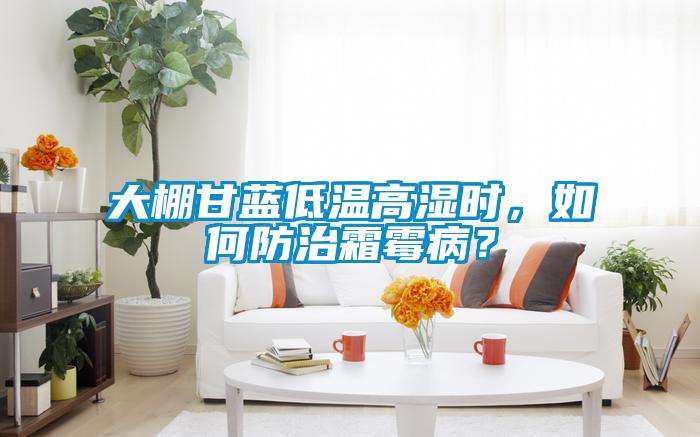 大棚甘藍(lán)低溫高濕時(shí)，如何防治霜霉病？
